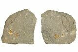 Ordovician Starfish Fossil With Edrioasteroid - Morocco #271350-1